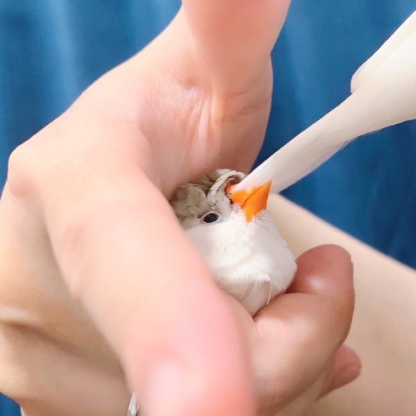 尾羽を当てられる鳥
