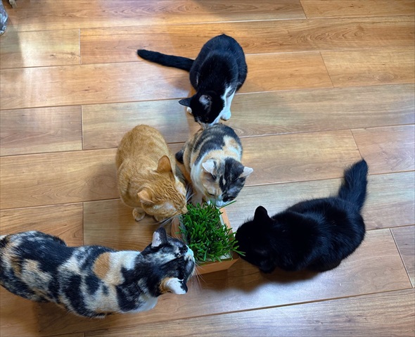 猫草をあげたのに