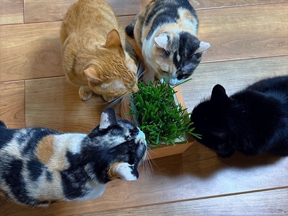 猫草をあげたのに