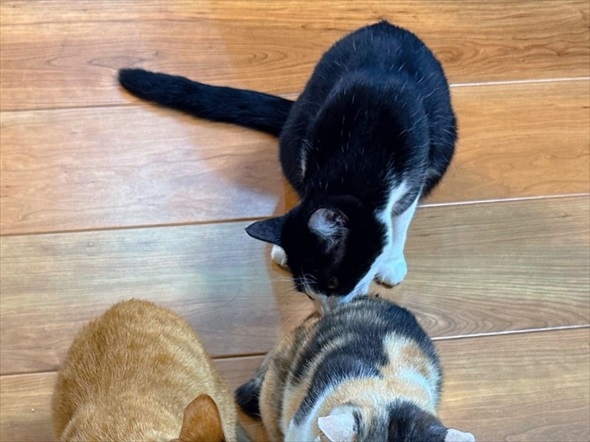 猫草をあげたのに