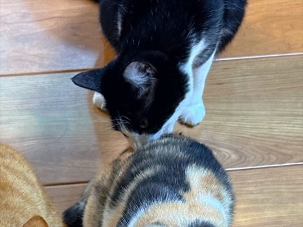 猫草をあげたのに