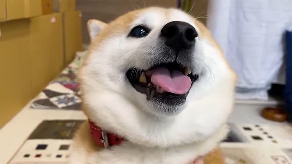 柴犬らんまるくんお顔アップ