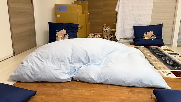 布団に向けて走る柴犬らんまるくん