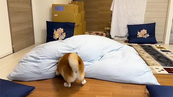 おしりをむけて布団を掘る柴犬らんまるくん