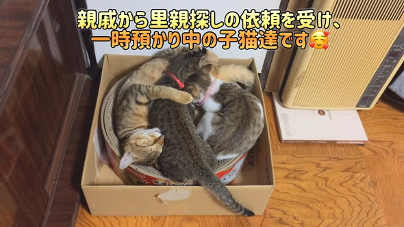 2匹の子猫に吸われる先住猫さん
