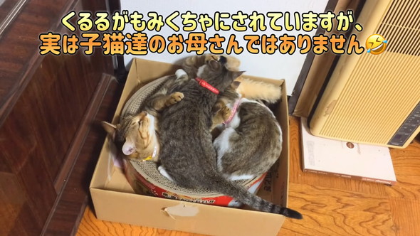 2匹の子猫に吸われる先住猫さん