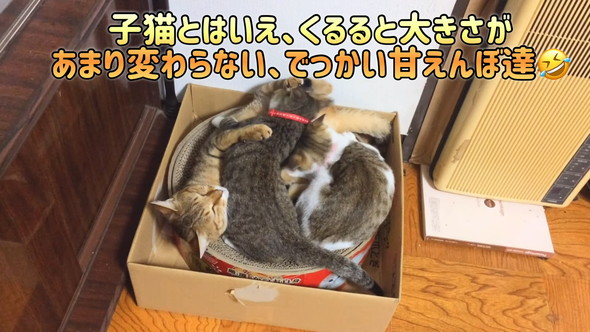 2匹の子猫に吸われる先住猫さん