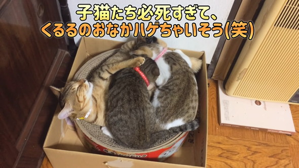 2匹の子猫に吸われる先住猫さん