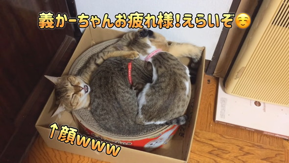 2匹の子猫に吸われる先住猫さん