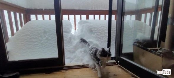雪に飛び込み驚いて戻る猫