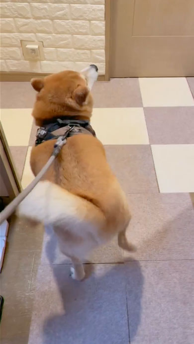 柴犬のルンルンステップ