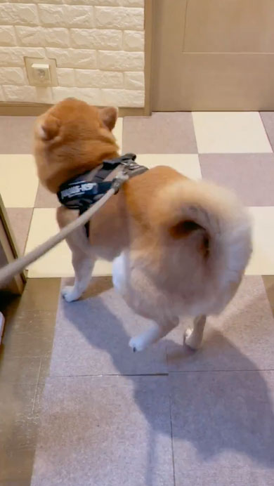 柴犬のルンルンステップ