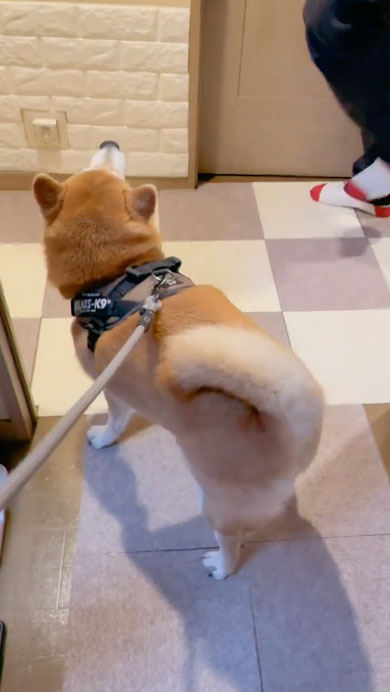 柴犬のルンルンステップ