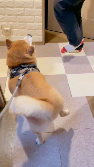 柴犬のルンルンステップ