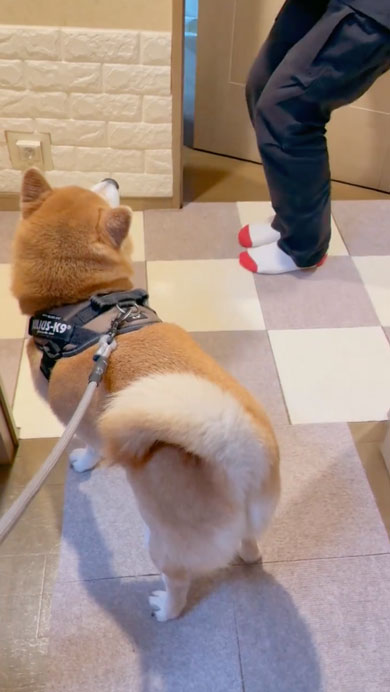 柴犬のルンルンステップ