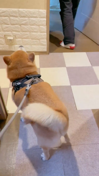 柴犬のルンルンステップ