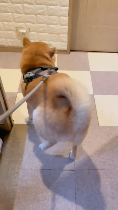 柴犬のルンルンステップ