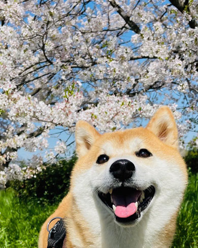 桜と柴犬