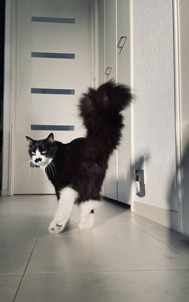 振り返る猫ちゃん