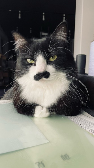 手を組んでるような猫ちゃん