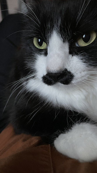 猫ちゃんアップ