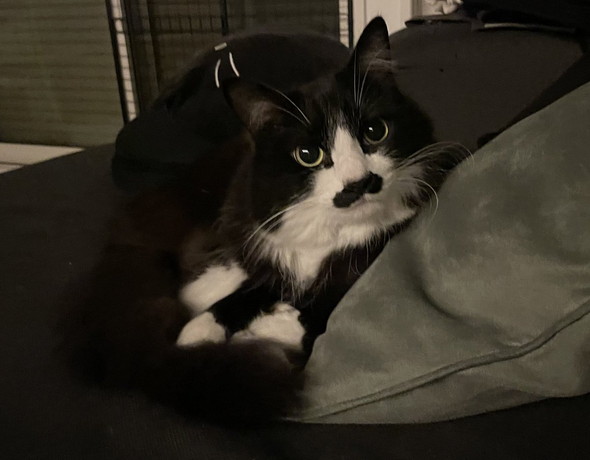 おめめまん丸な猫ちゃん