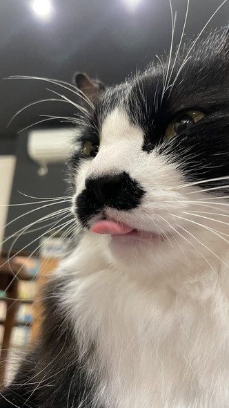 舌出してる猫ちゃん