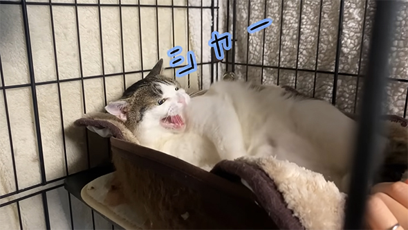 おすすめ