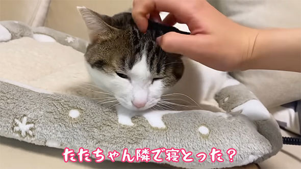 たたちゃんとなりで