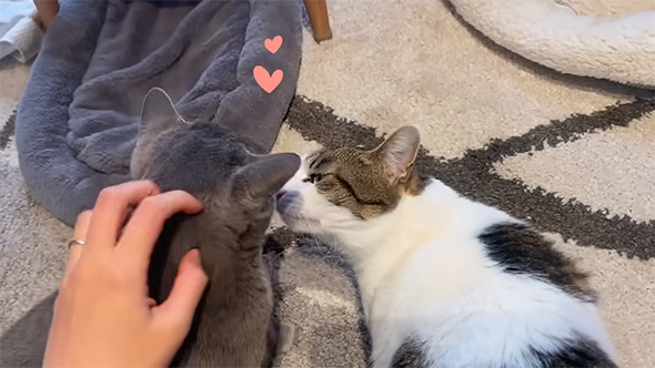 あいさつする2匹の猫ちゃん