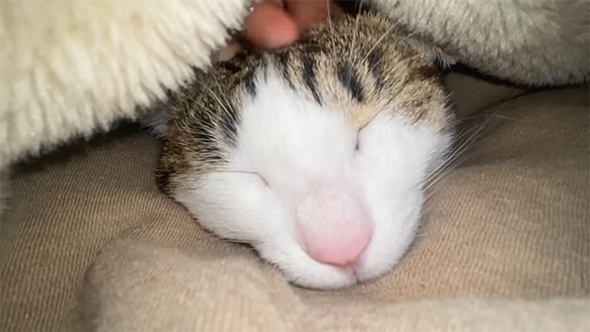 眠る猫ちゃん顔アップ