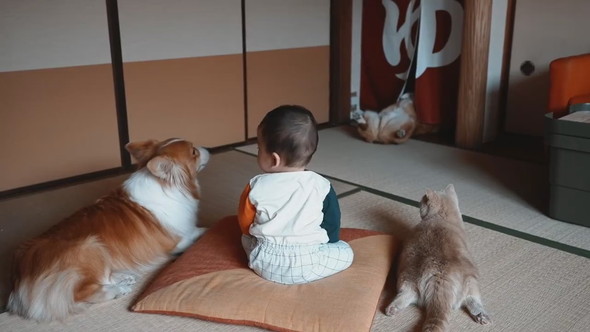 赤ちゃんとワンコと猫ちゃんがワンコのおケツを見ている様子