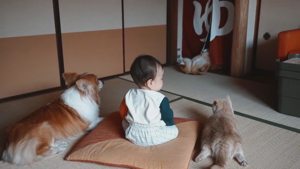 赤ちゃんとワンコと猫ちゃんがワンコのおケツを見ている様子