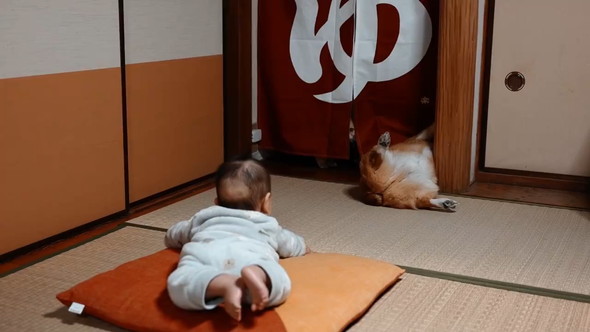 赤ちゃんがワンコのおケツを見ている様子