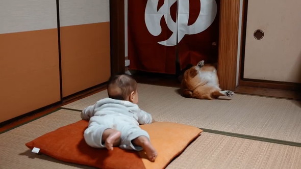 赤ちゃんがワンコのおケツを見ている様子