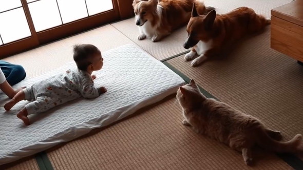赤ちゃんとワンコと猫ちゃんが見つめ合っている様子