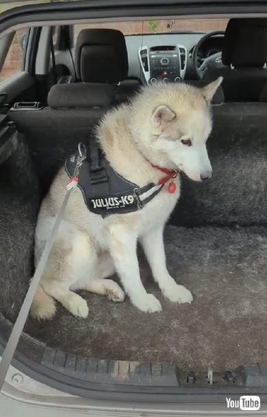 病院嫌いのワンコ