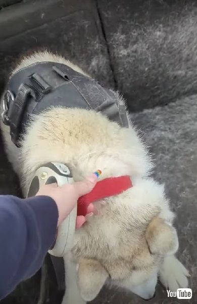 病院嫌いのワンコ