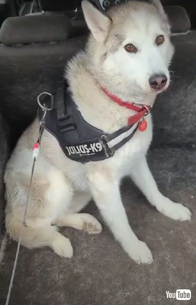 病院嫌いのワンコ