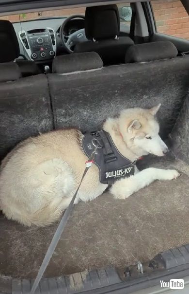 病院嫌いのワンコ