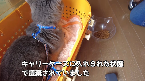 ケースから出るニャンコ