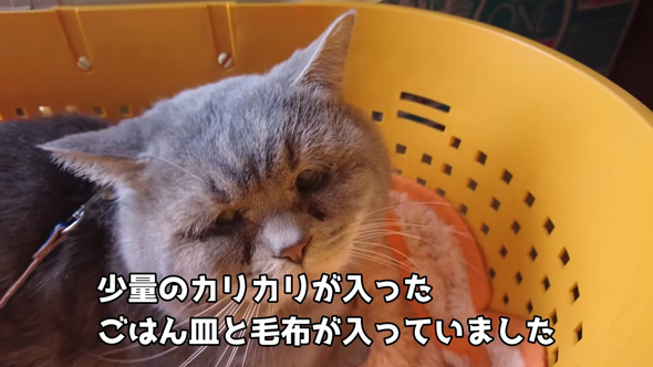 見つめてくるニャンコ