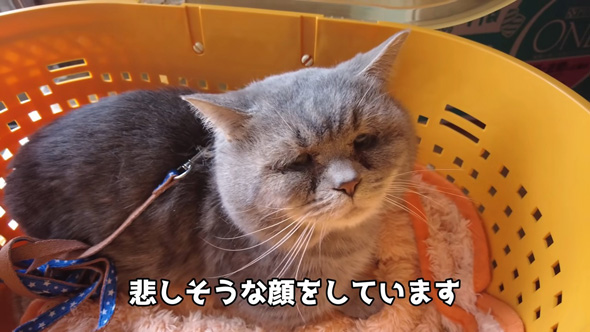 悲しそうな顔をするニャンコ