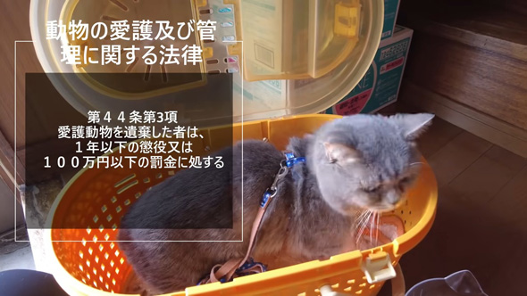 周りを見るニャンコ