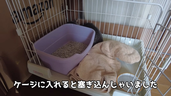 ふさぎこむニャンコ