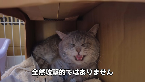 威嚇するニャンコ