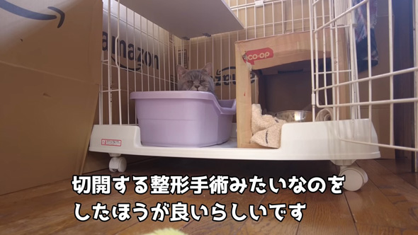 カメラを見つめるニャンコ