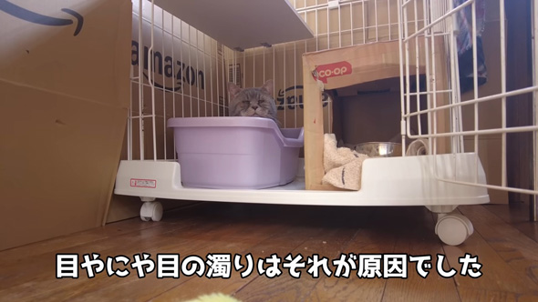 トイレにこもるニャンコ