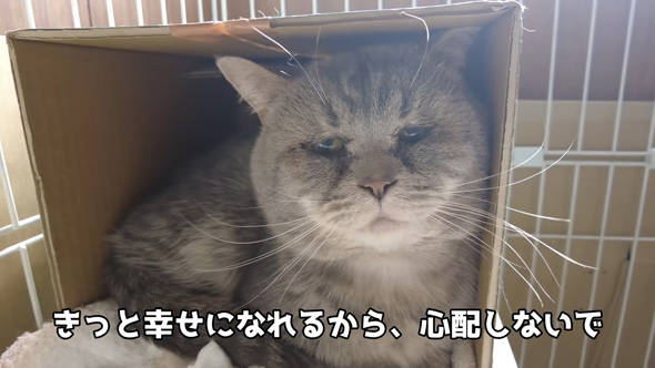 ダンボールの中に入るニャンコ