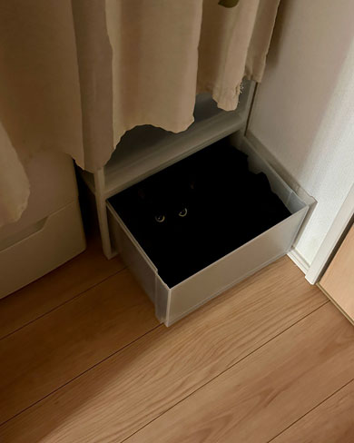 暗闇に溶け込む黒猫